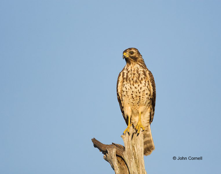 Coopers Hawk;Hawk;Acipiter cooperii;Cooper's Hawk;Birds of Prey;Curved Beak;Hunter;Hunters;Predator;Predatory;Talon;Talons;Raptor;Raptors;one animal;close-up;color image;photography;day;outdoors. Wildlife;birds;animals in the wild;avifauna;feathered;feathers;wilderness;perch;perching;watch;watchful